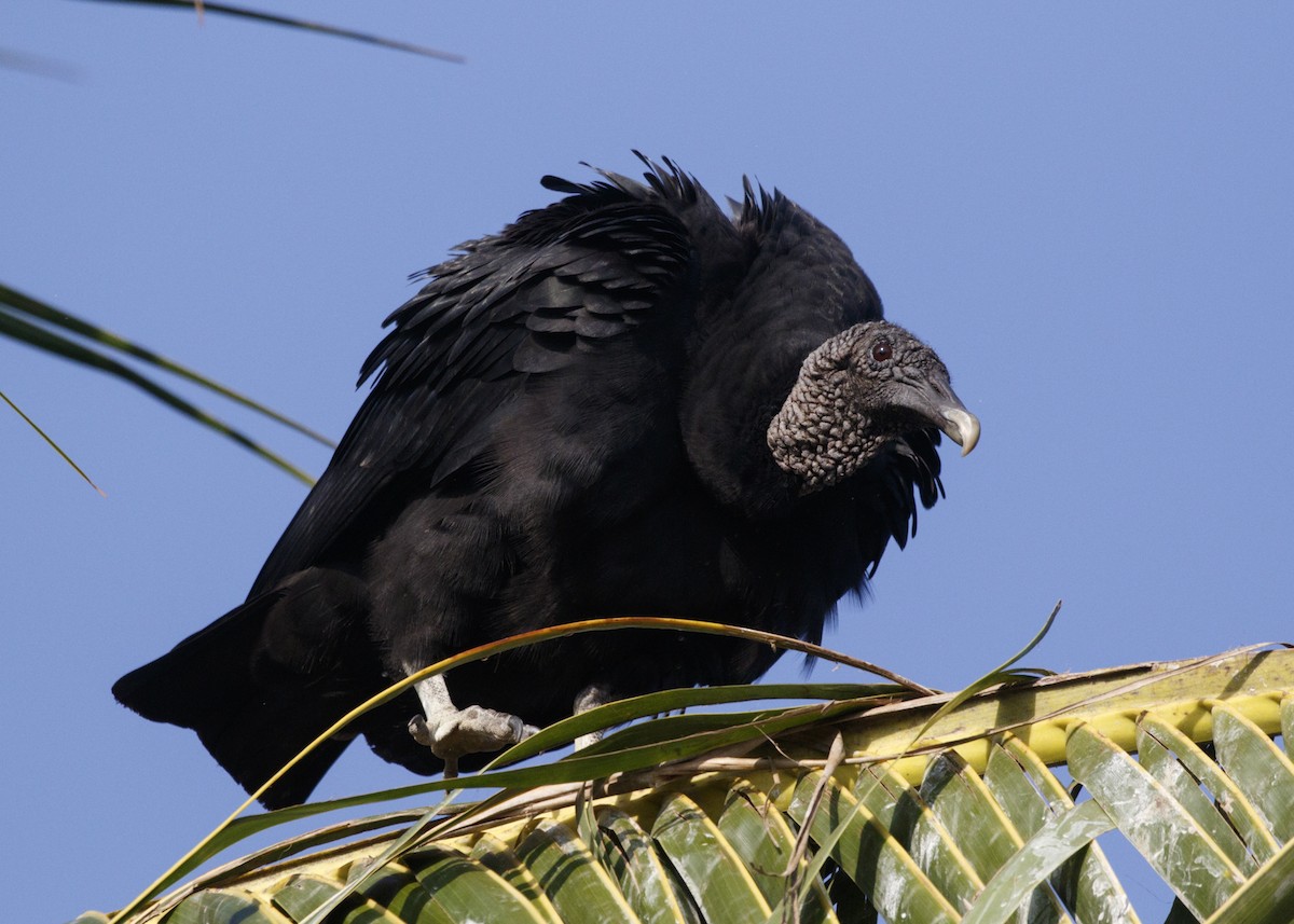 Black Vulture - ML557720591