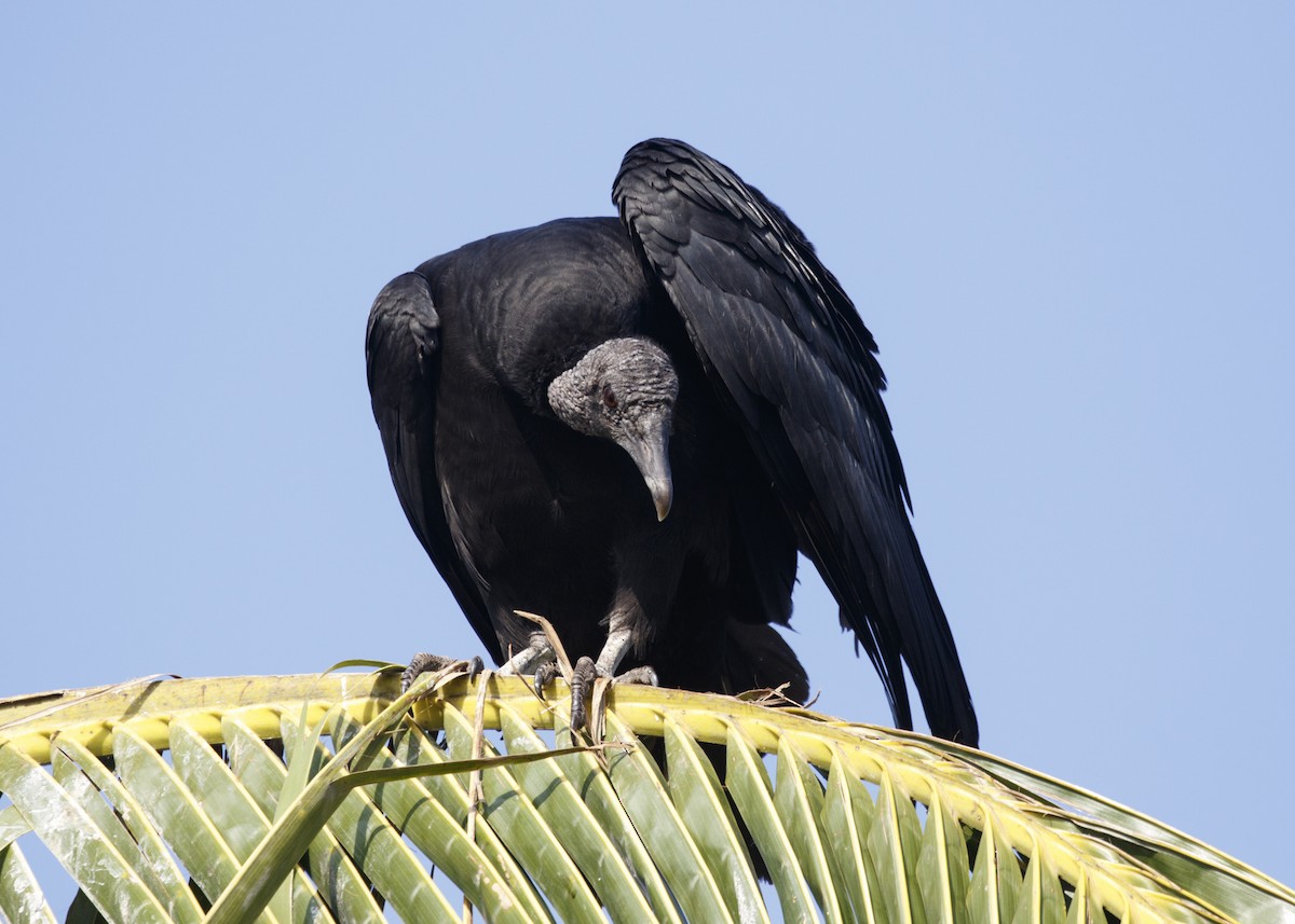 Black Vulture - ML557720621