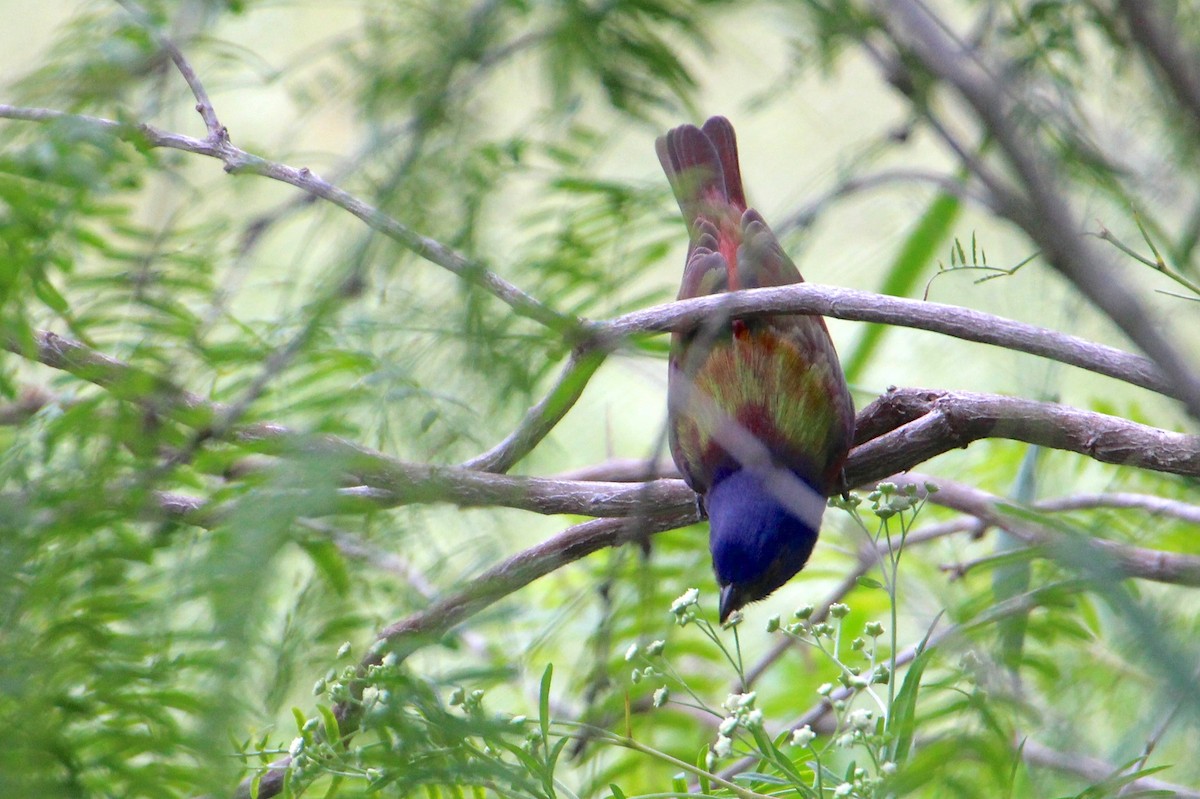 Painted Bunting - ML55772081