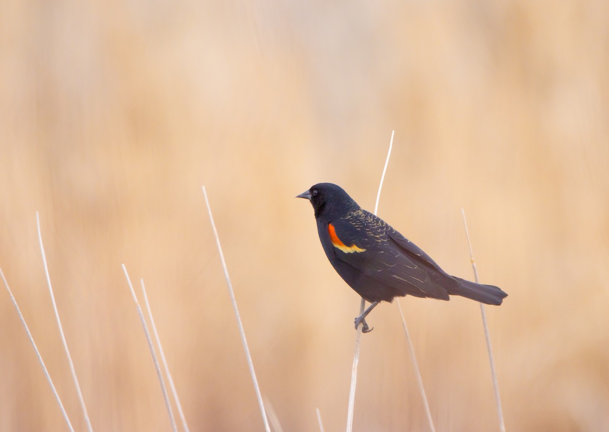 Red-winged Blackbird - ML557721041