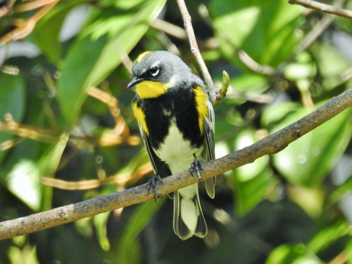 lesňáček žlutoskvrnný (ssp. coronata x auduboni) - ML557721171