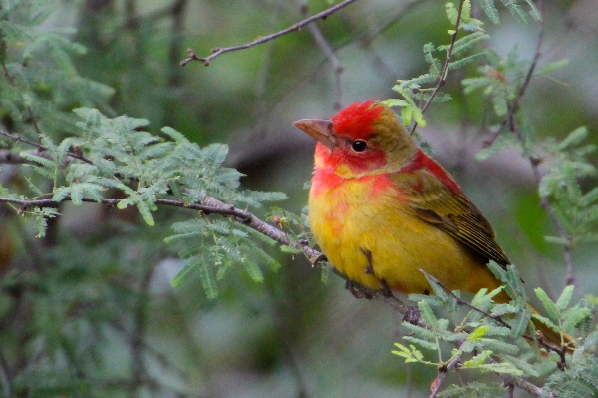 Summer Tanager - ML55772121