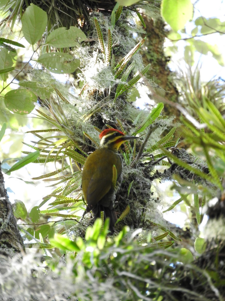 White-browed Woodpecker - ML55772131