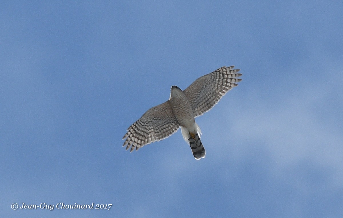 Cooper's Hawk - Jean Guy Chouinard