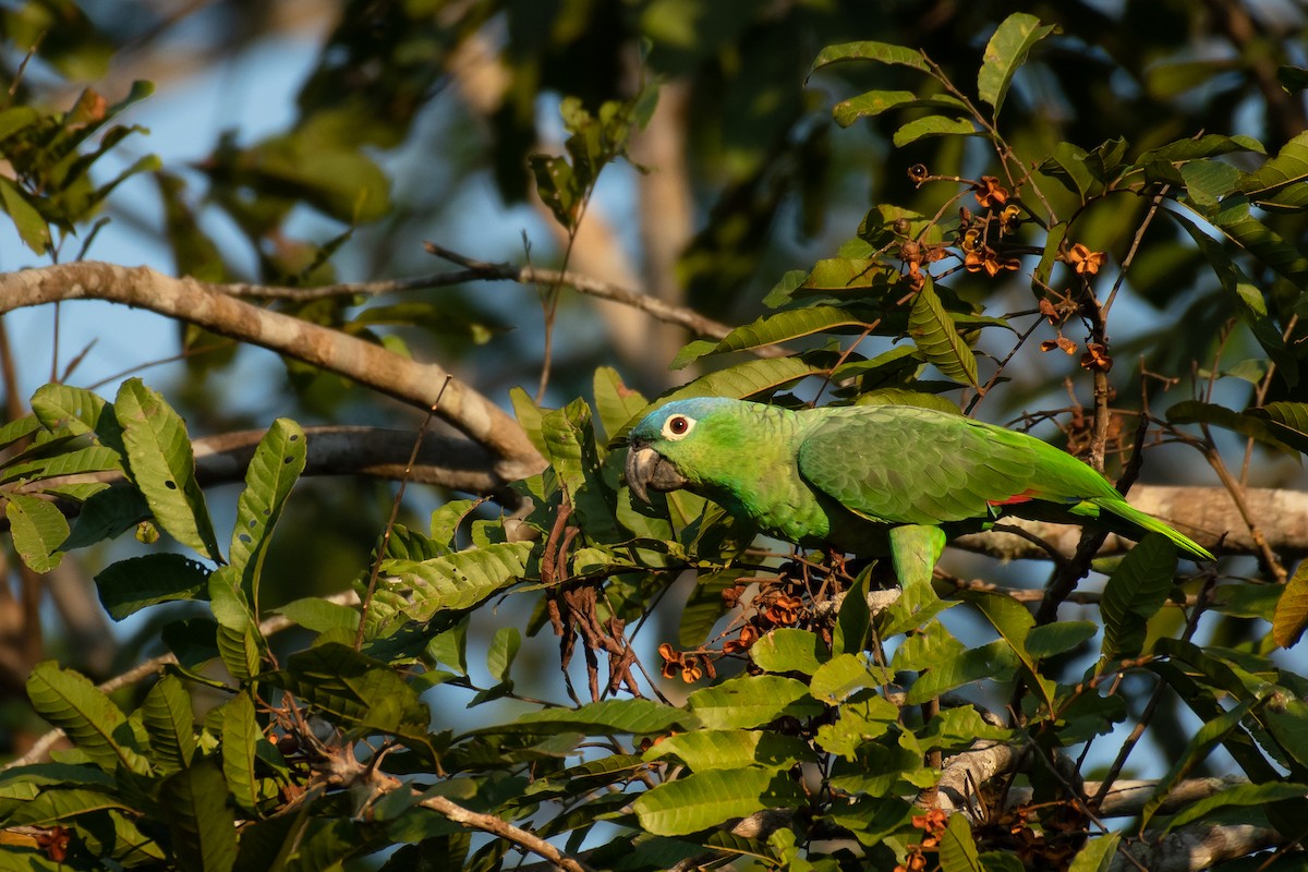 Амазон жовтолобий (підвид guatemalae/virenticeps) - ML557723051