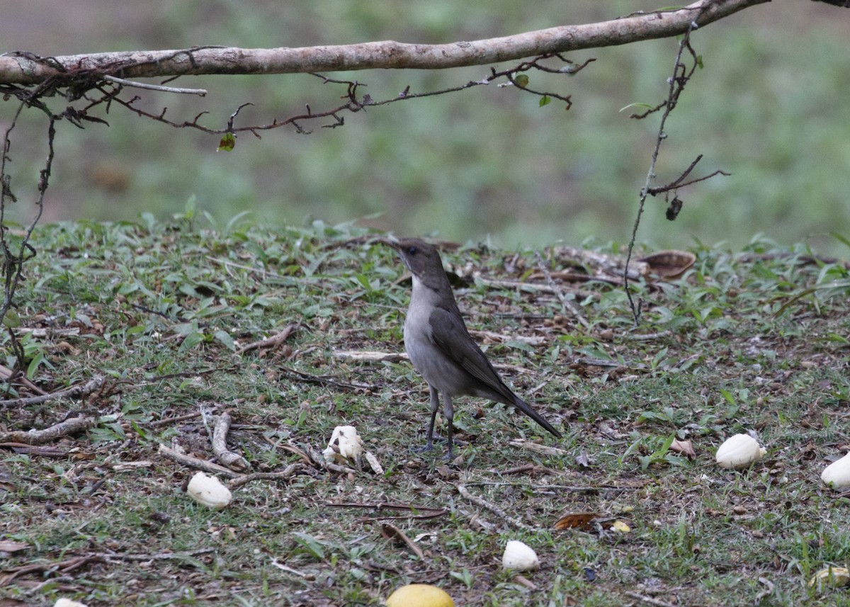 Creamy-bellied Thrush - Silvia Faustino Linhares