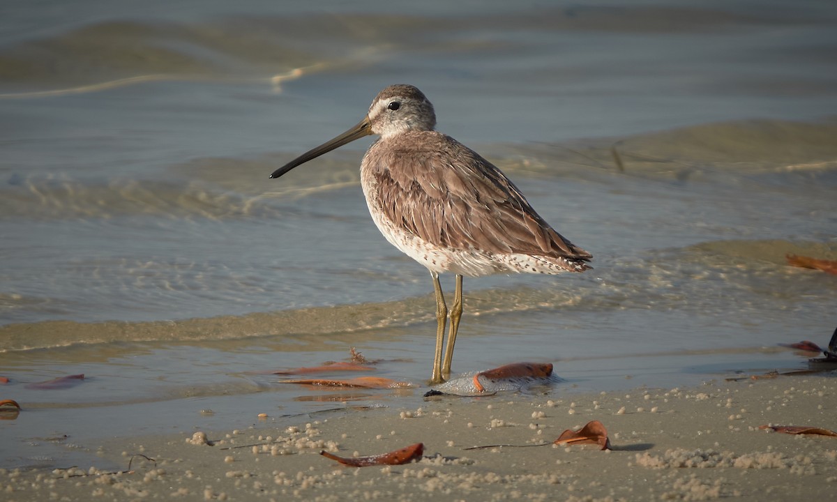 Short-billed Dowitcher - ML557724691