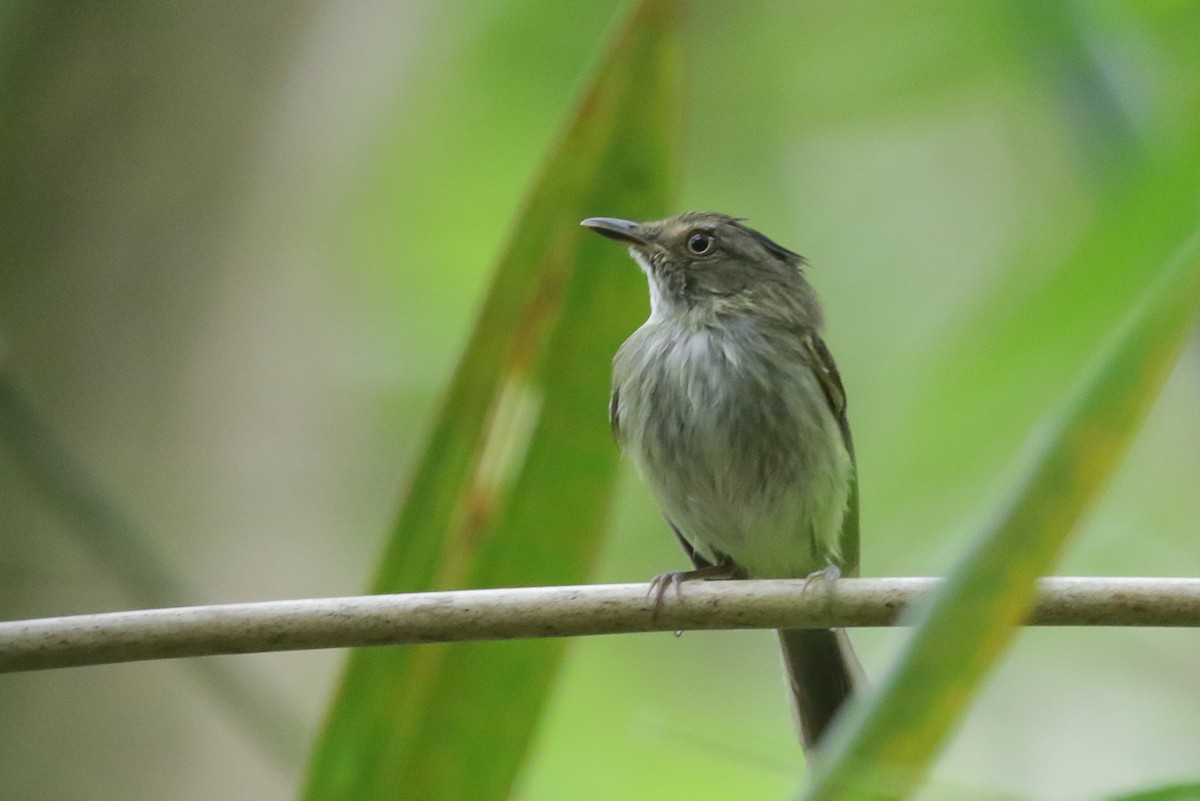 Helmeted Pygmy-Tyrant - ML557724861