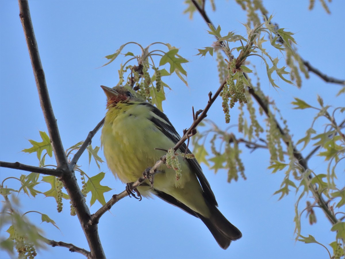 Western Tanager - ML557725141