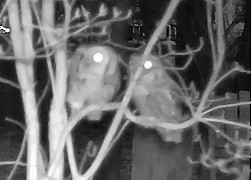 Eastern Screech-Owl - ML557725151