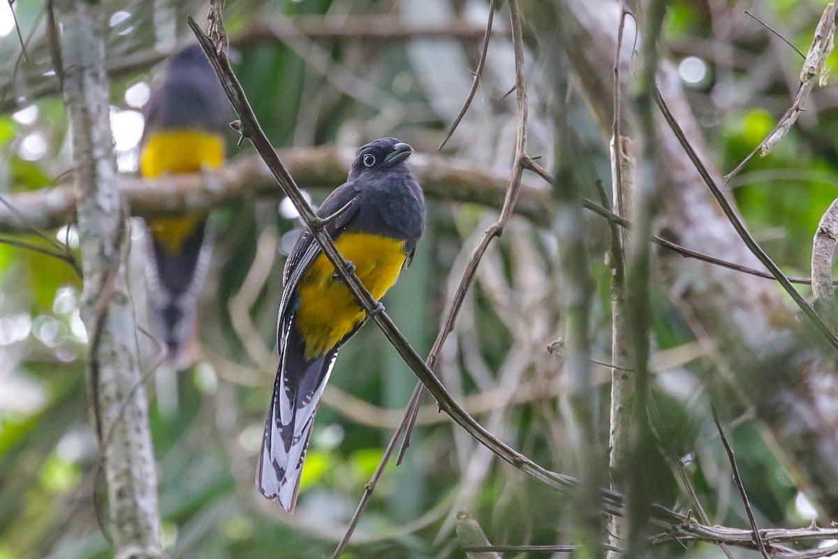 Green-backed Trogon - ML557725191