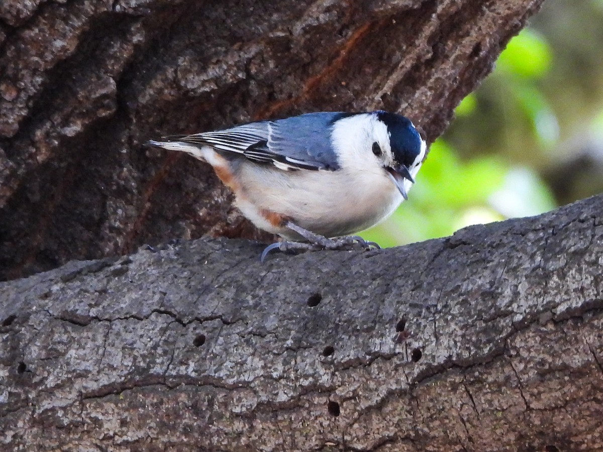 White-breasted Nuthatch - ML557725401