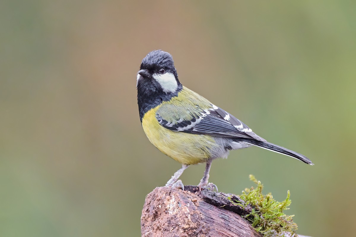 Green-backed Tit - ML557725941