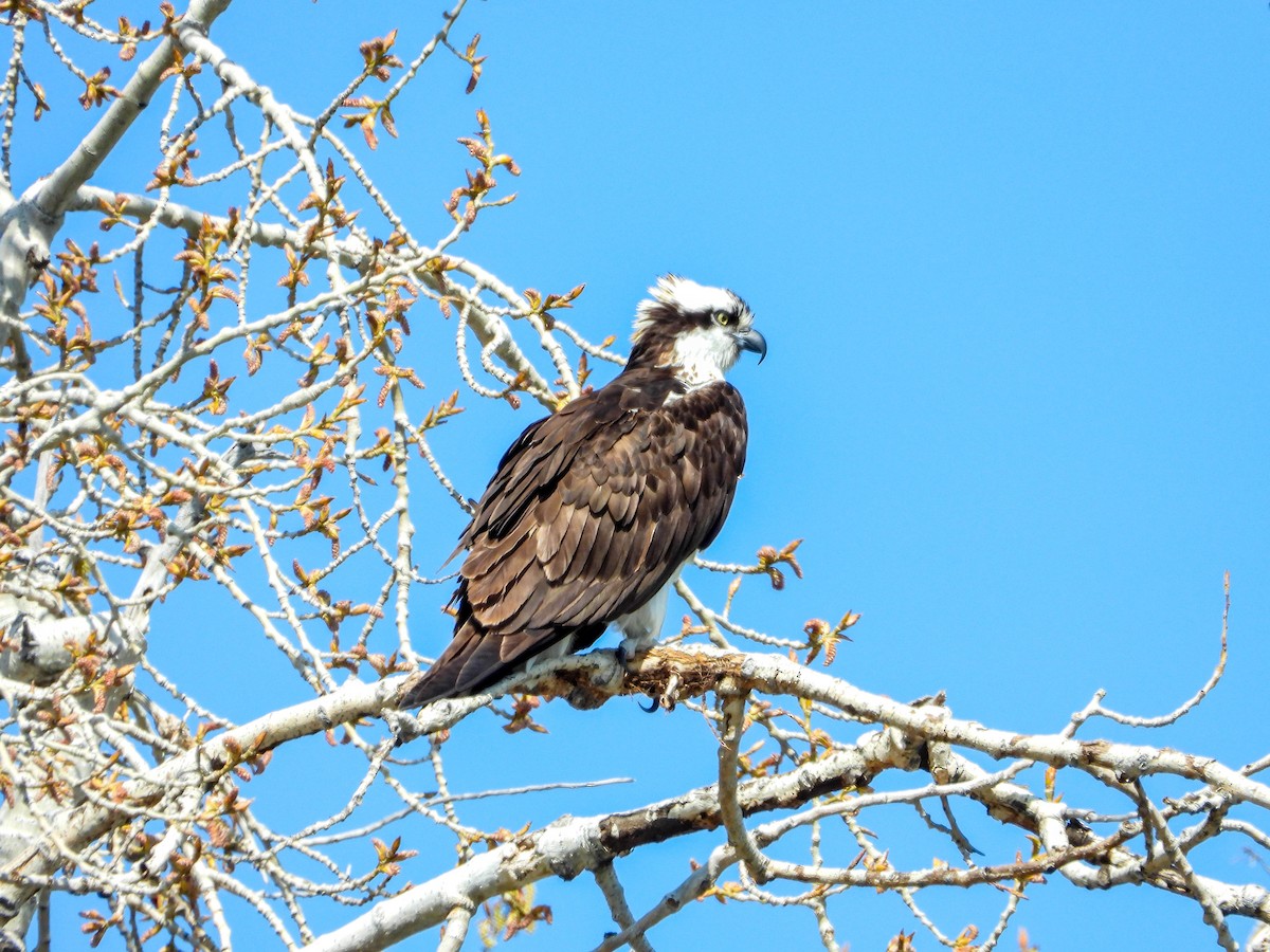 Águila Pescadora - ML557726051