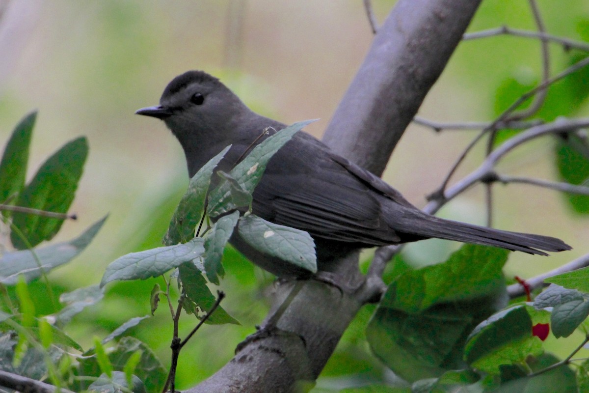 Gray Catbird - ML55772611