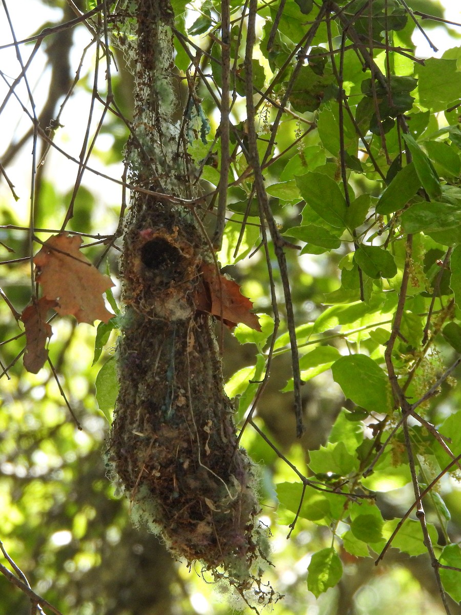 Bushtit - ML557726411