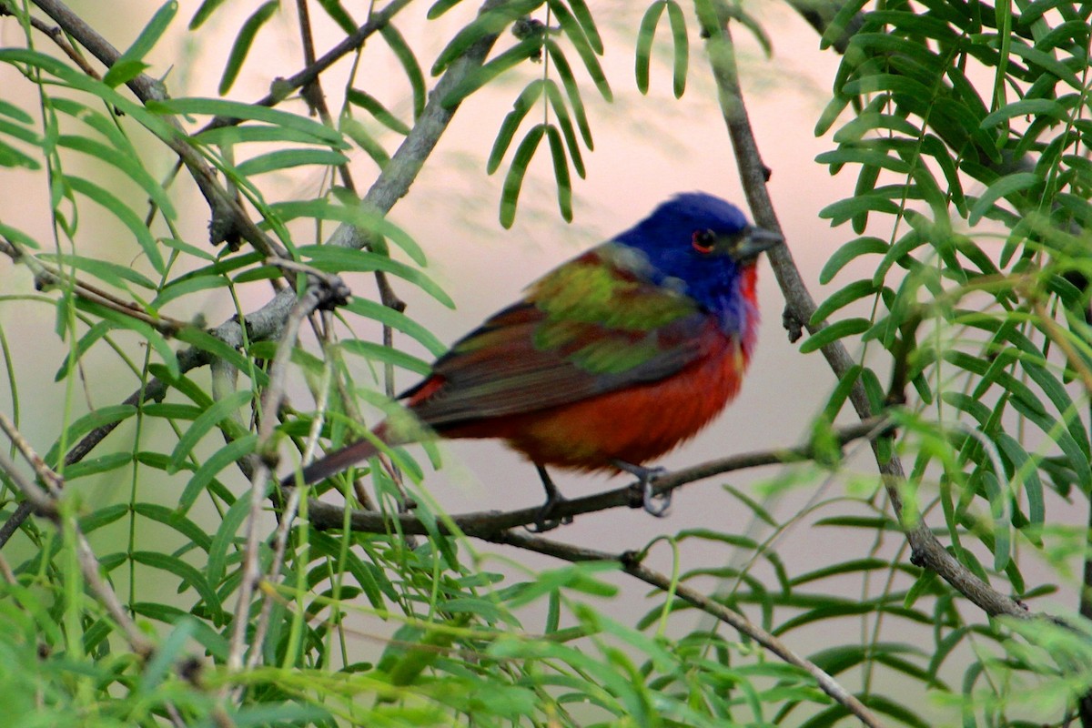 Painted Bunting - ML55772681