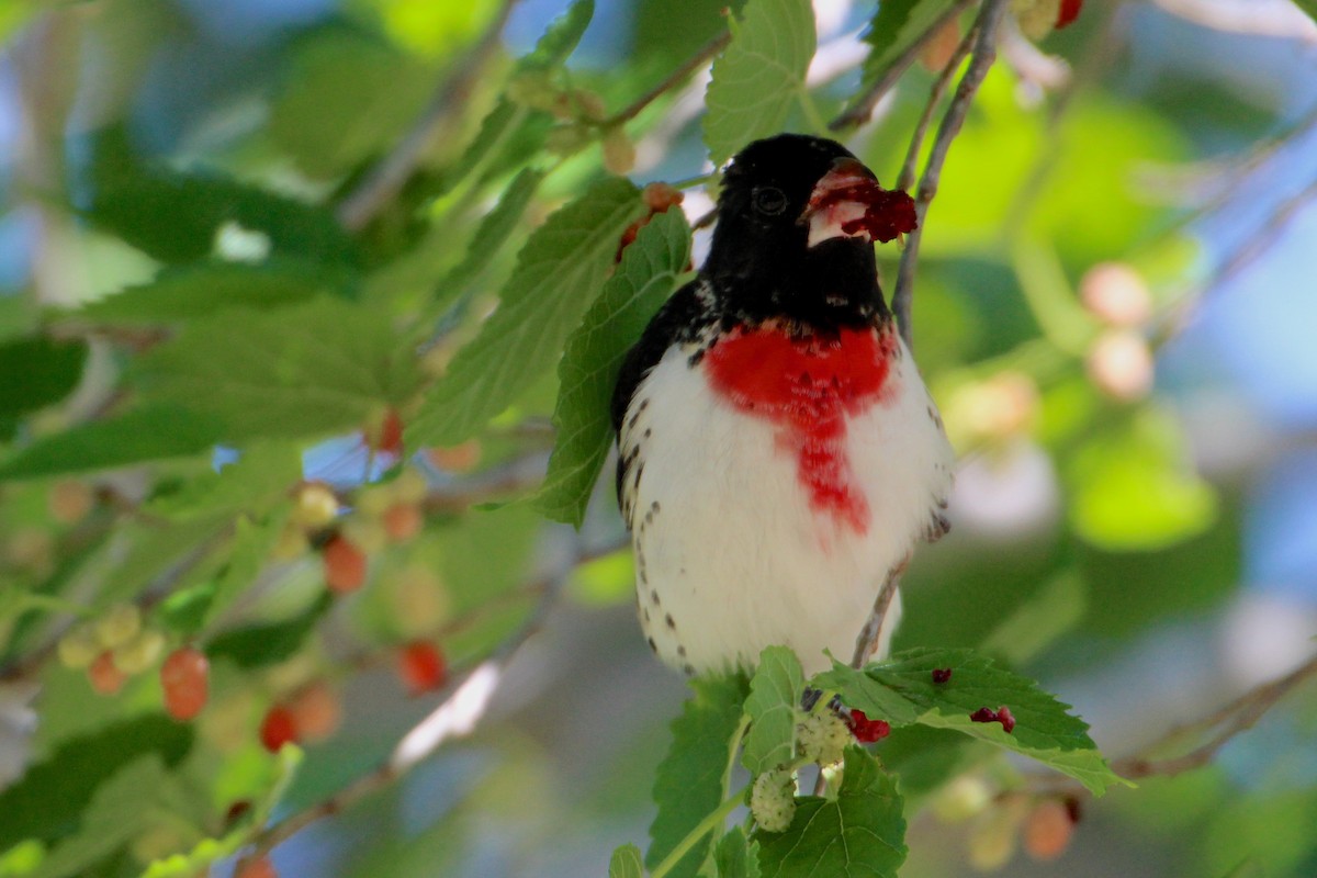 Rose-breasted Grosbeak - ML55772721