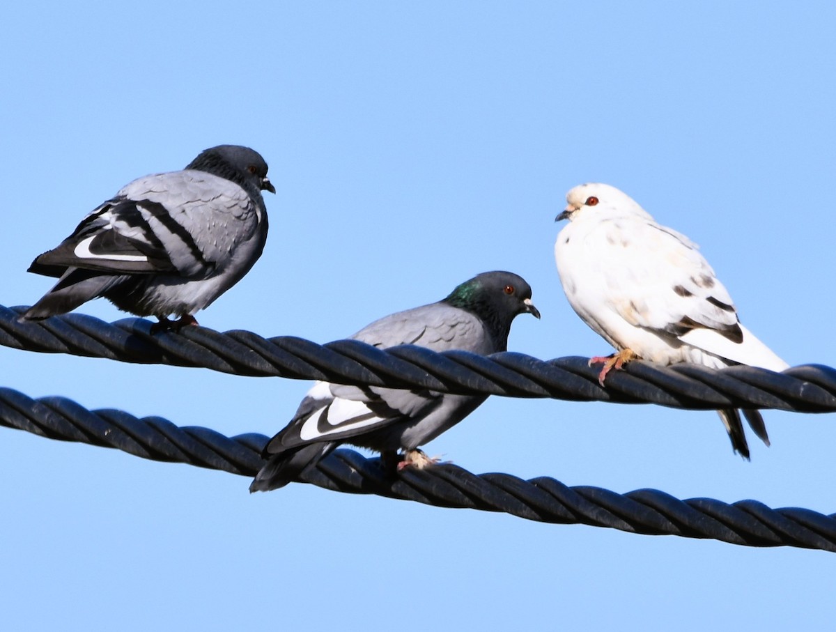 Rock Pigeon (Feral Pigeon) - ML557727561