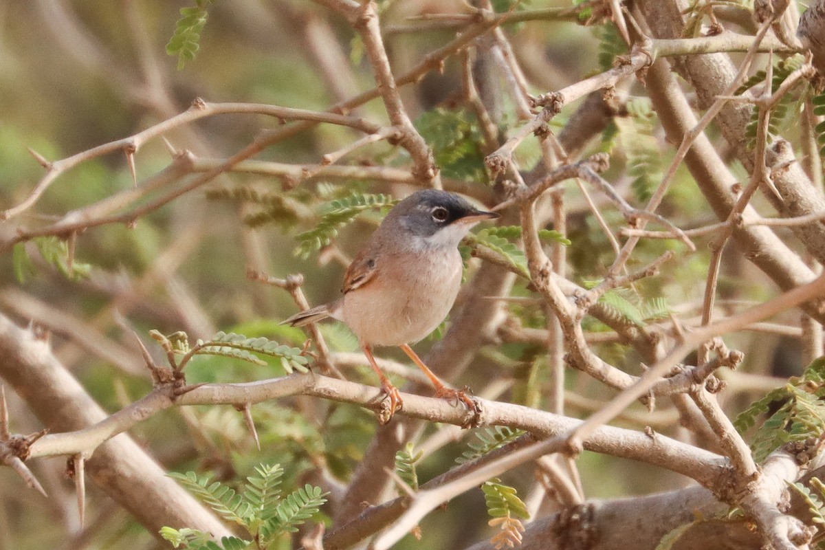 Spectacled Warbler - ML557728221