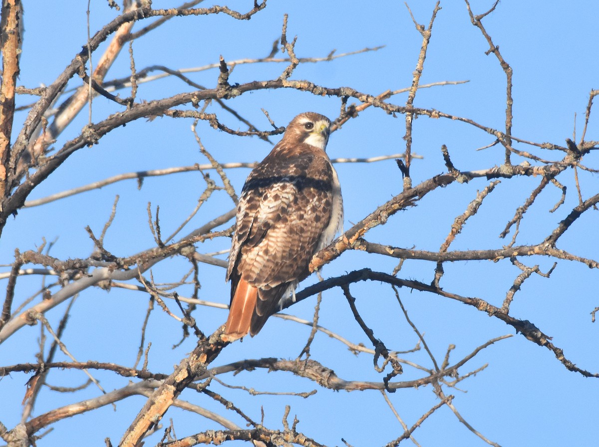 アカオノスリ（borealis） - ML557729071