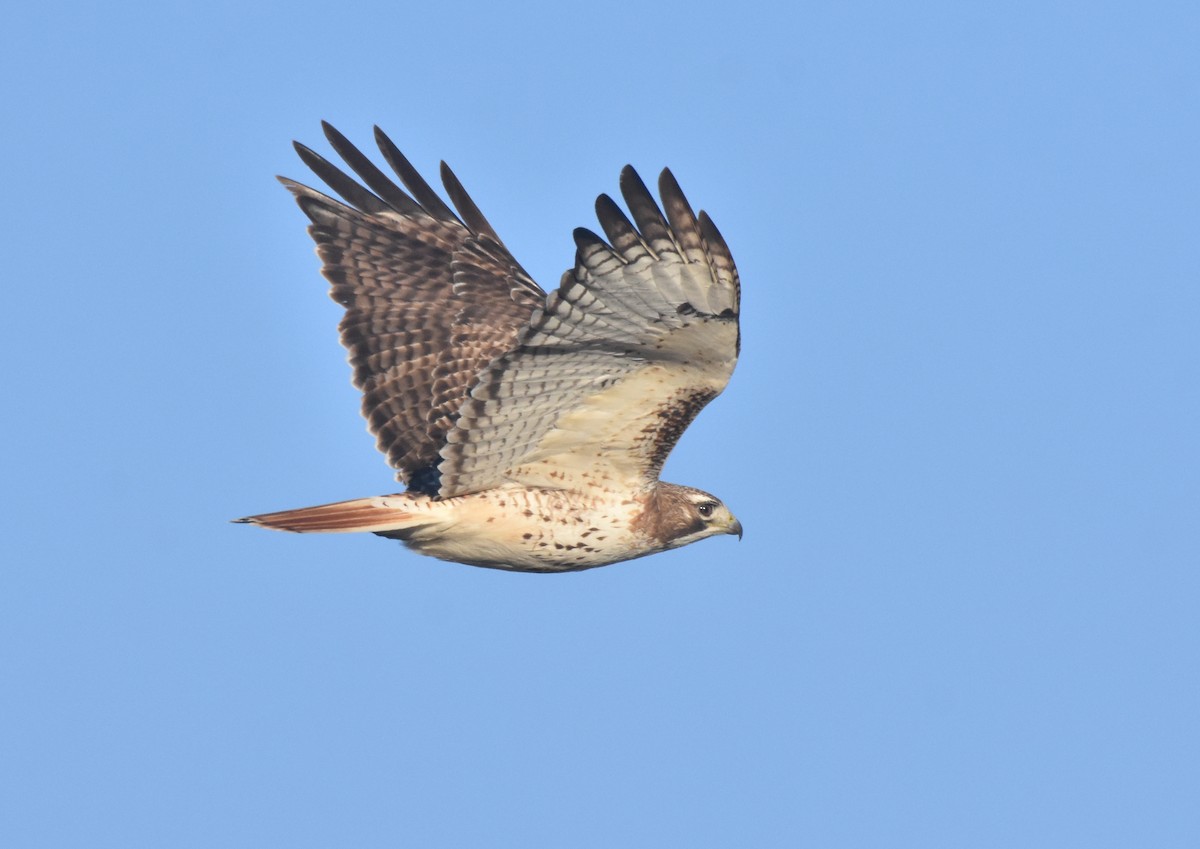 アカオノスリ（borealis） - ML557729081