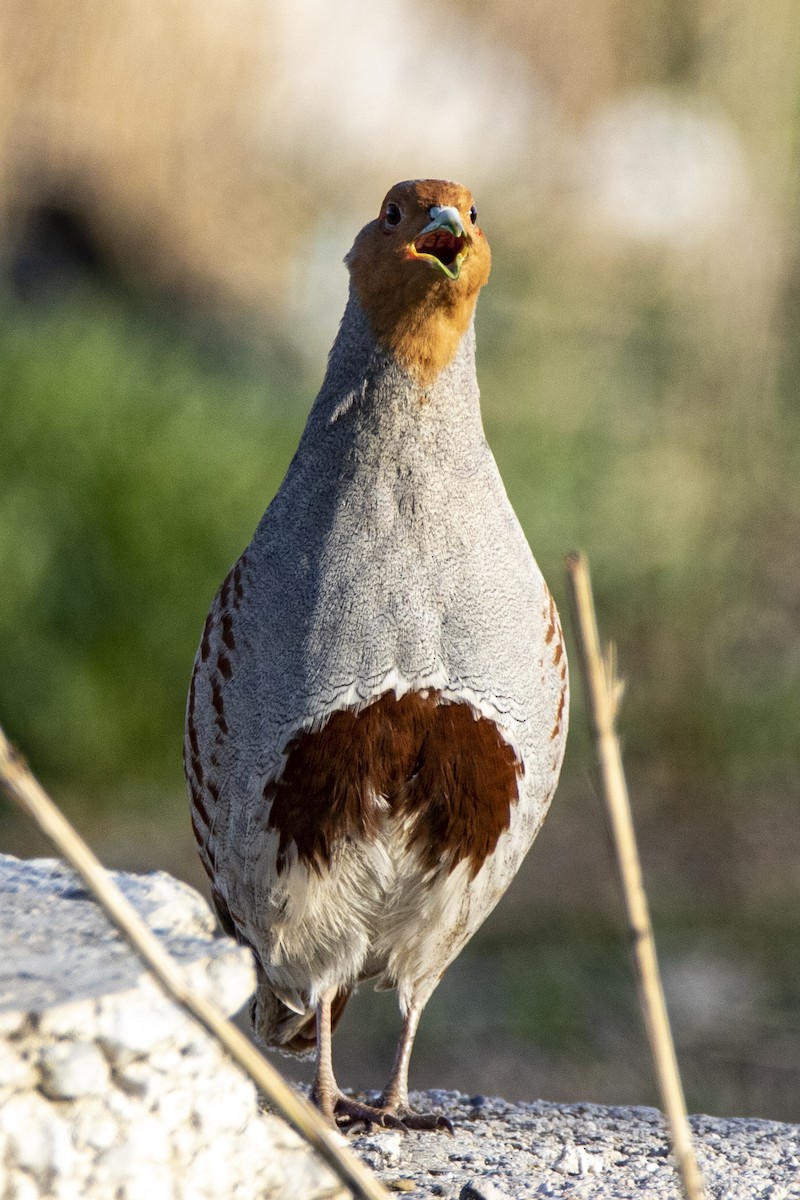 Gray Partridge - ML557730161