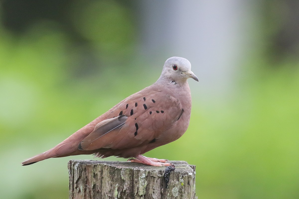 Ruddy Ground Dove - ML557730461