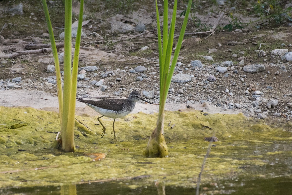 Solitary Sandpiper - ML55773121