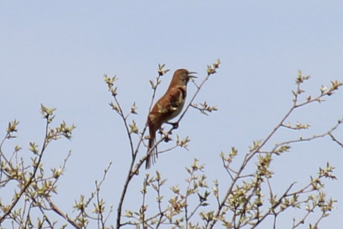 Brown Thrasher - Pranav Kumar