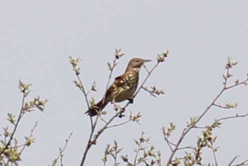 Brown Thrasher - ML557734021