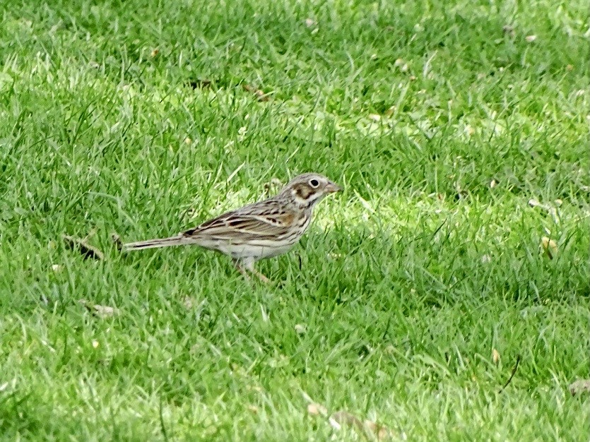 Vesper Sparrow - ML557739151