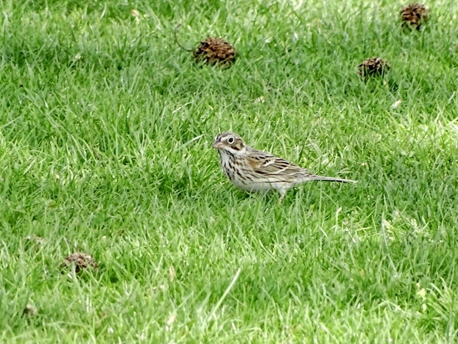 Vesper Sparrow - ML557739171