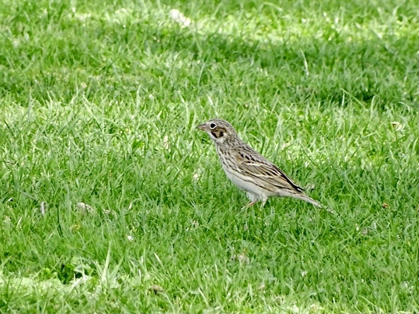 Vesper Sparrow - ML557739181