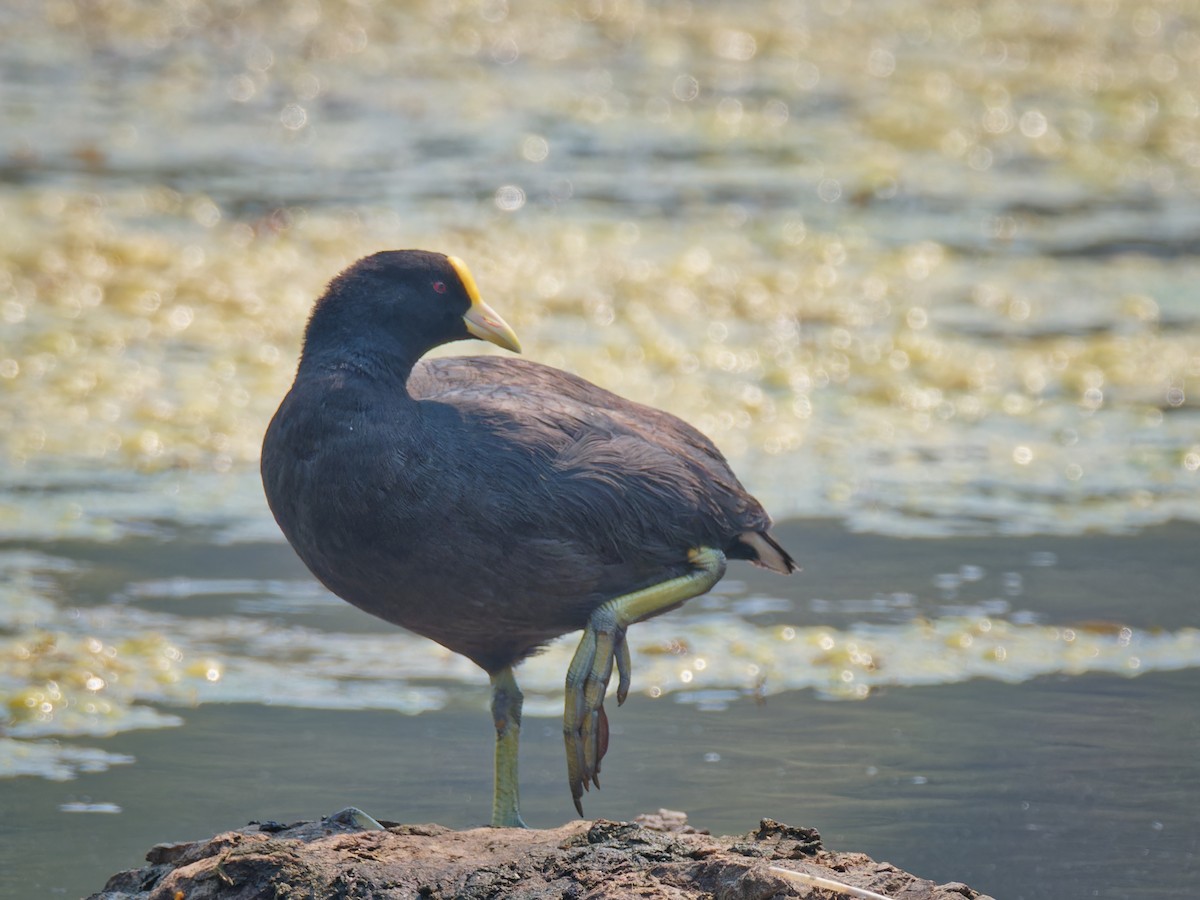 White-winged Coot - ML557739311