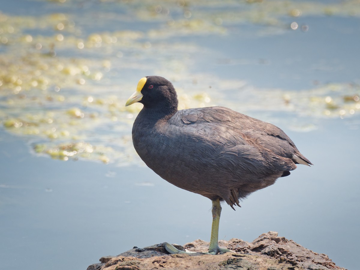 White-winged Coot - ML557739321