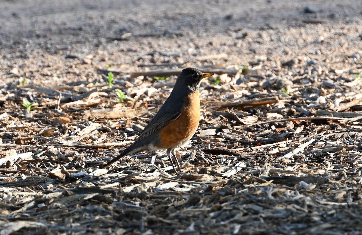 American Robin - ML557739711