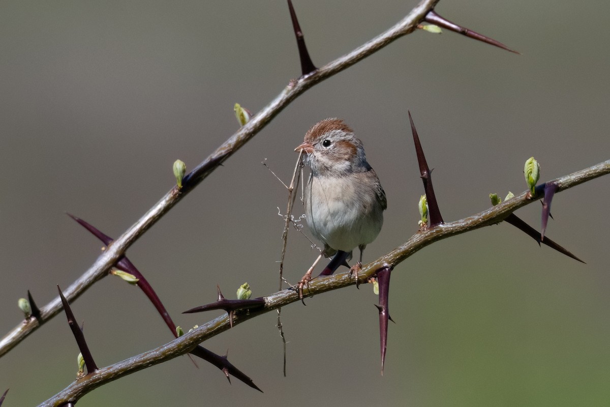 Field Sparrow - ML557741071