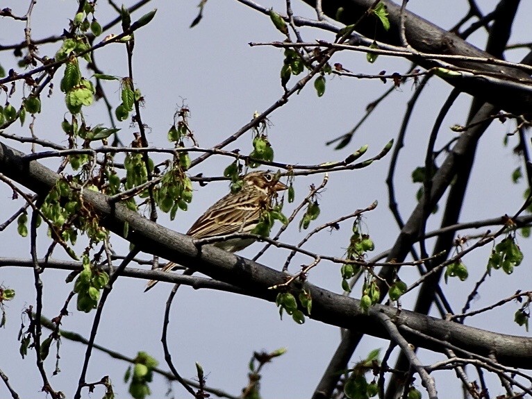 Vesper Sparrow - ML557742841