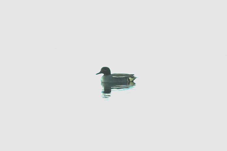 Green-winged Teal - ML557743201