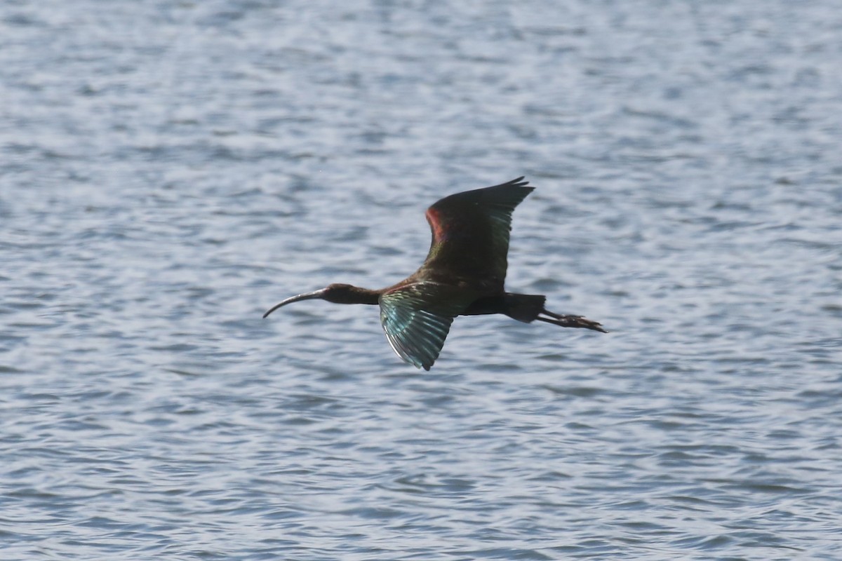 ibis americký - ML557744491