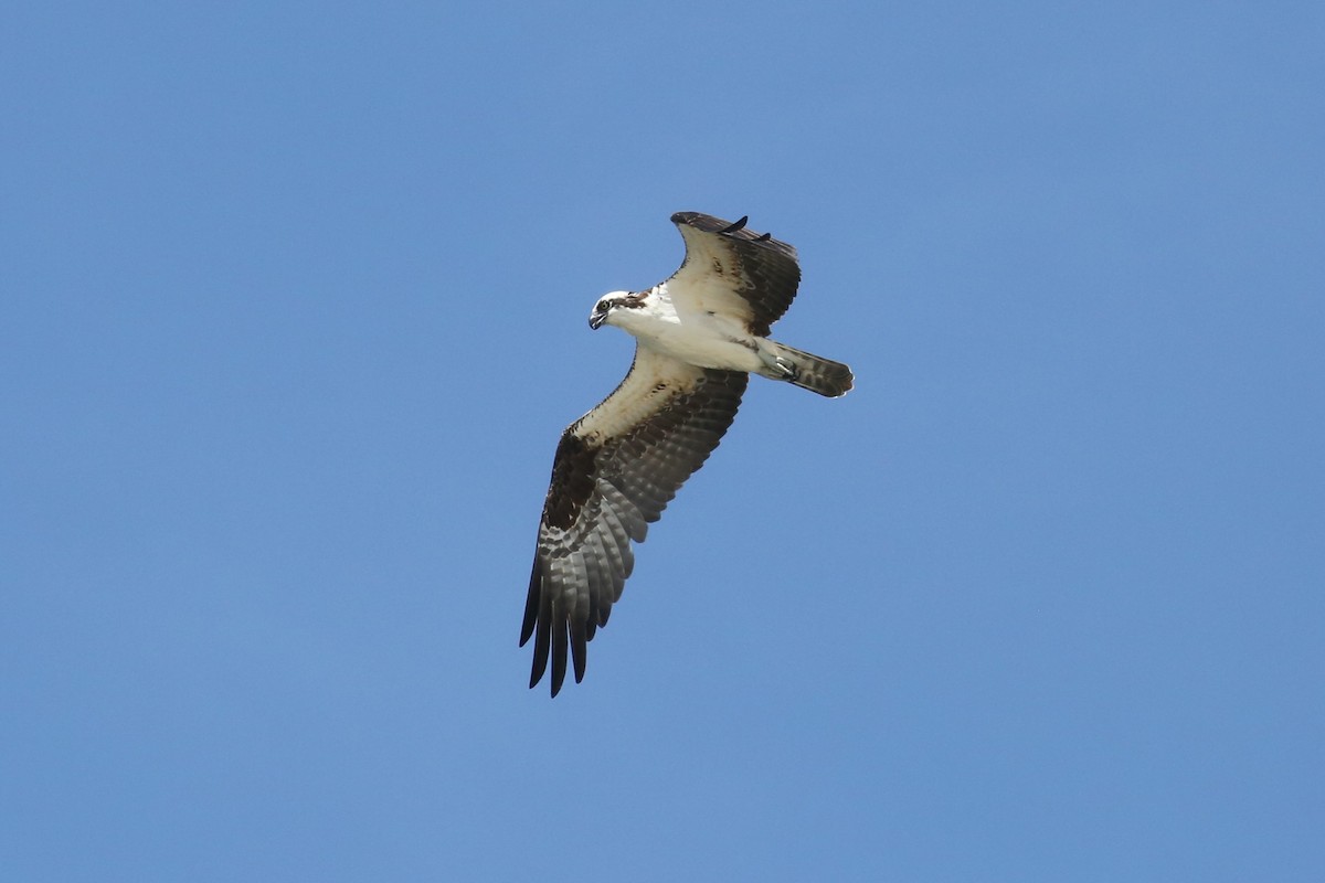 Águila Pescadora - ML557744571