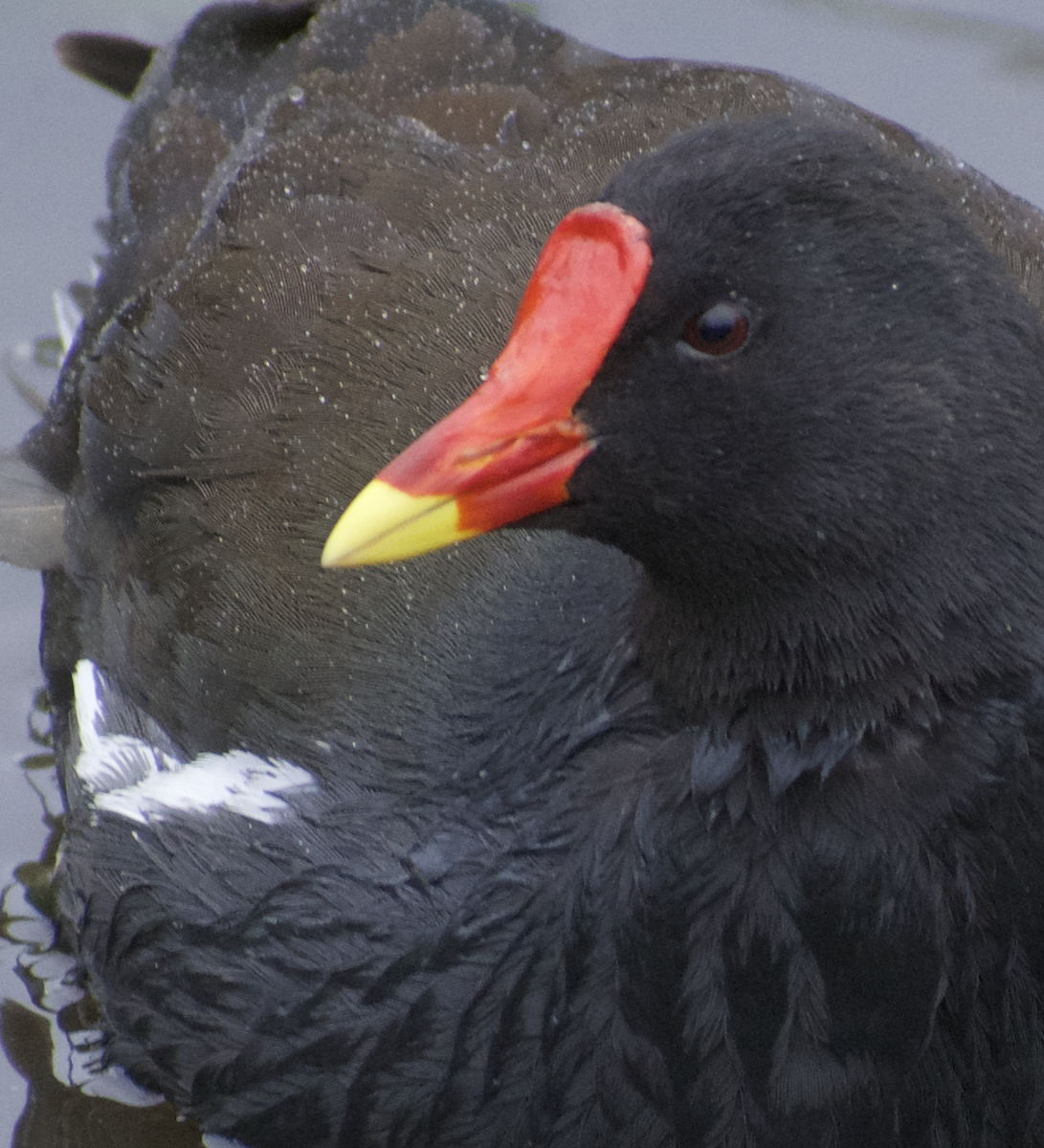 Eurasian Moorhen - Rimley Bauer