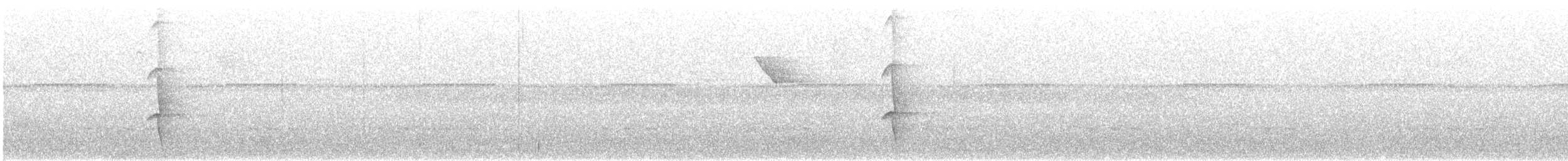 Porte-éventail de Swainson - ML557746371