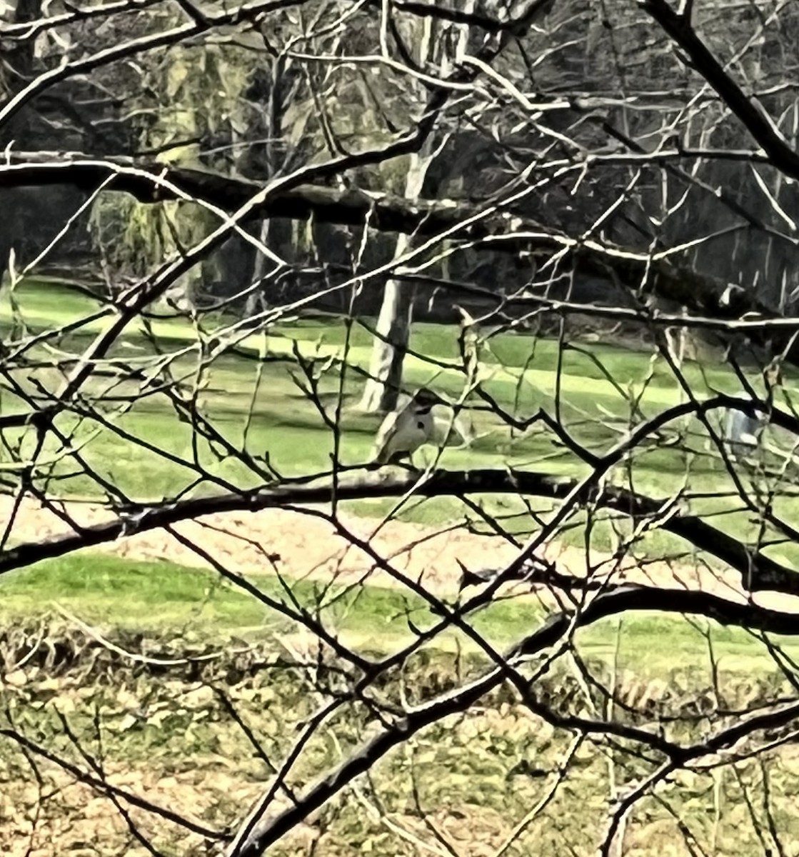 Lark Sparrow - ML557746561