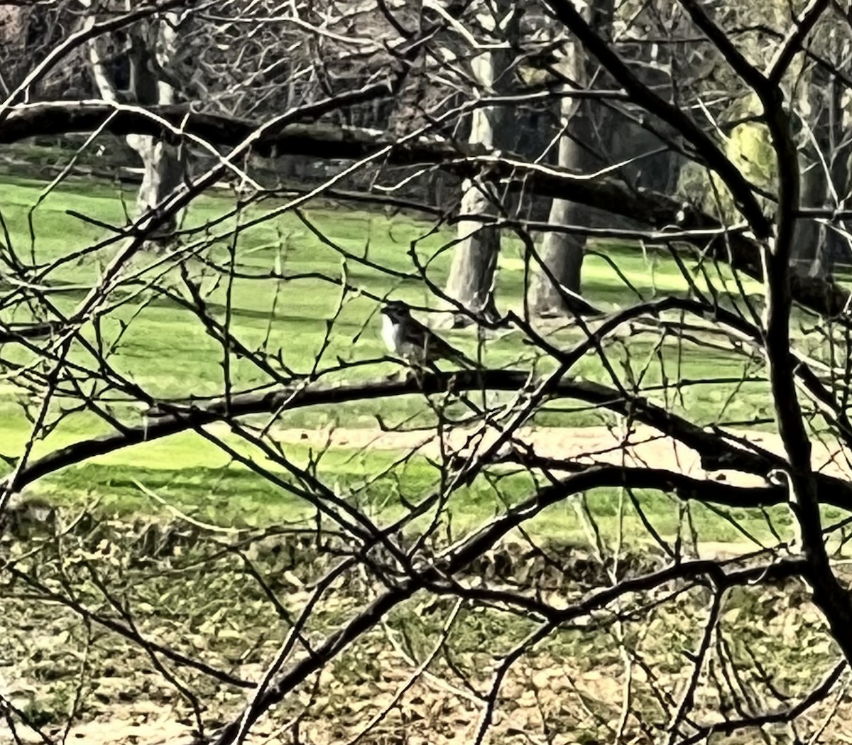Lark Sparrow - ML557746571