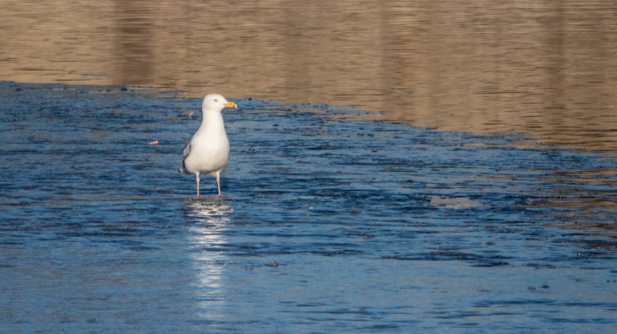 American Herring Gull - Matt M.