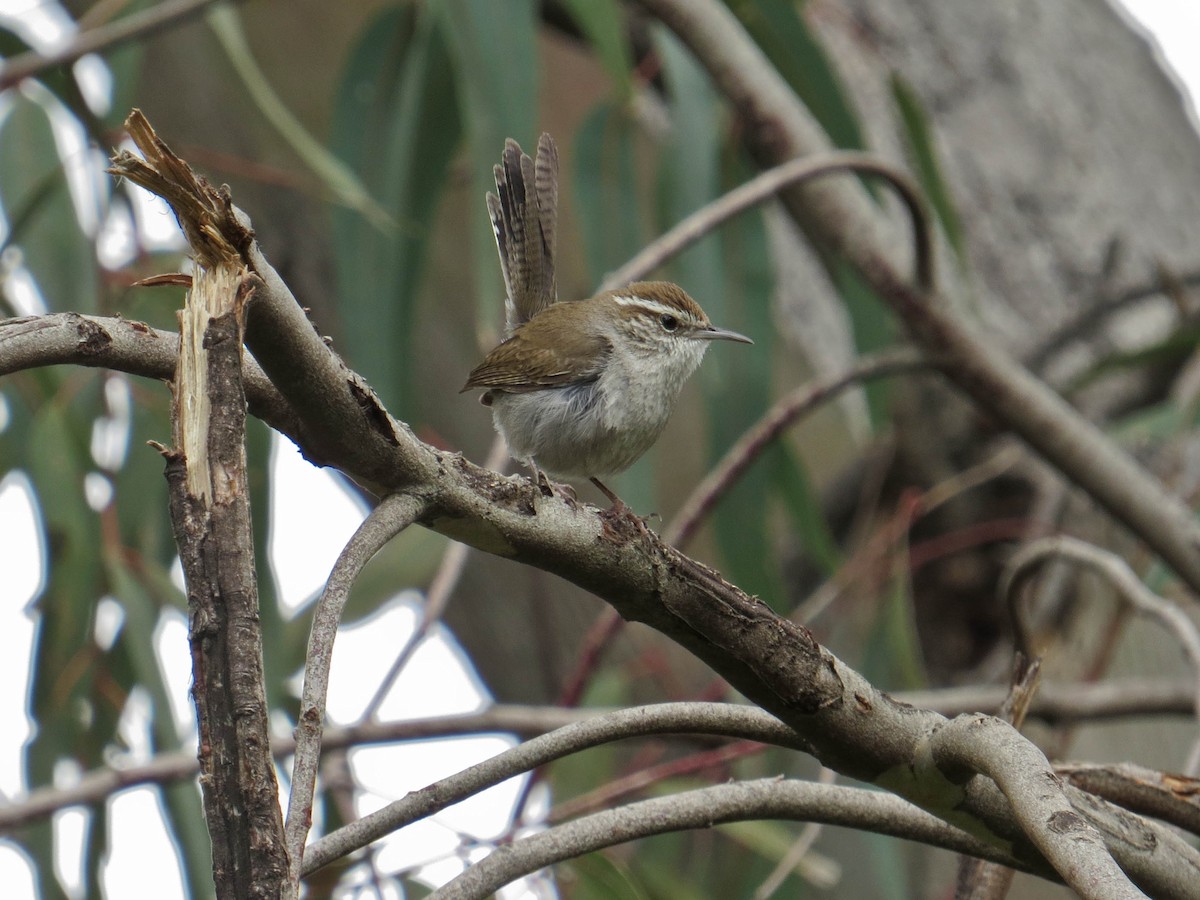 Bewick's Wren - ML557749051