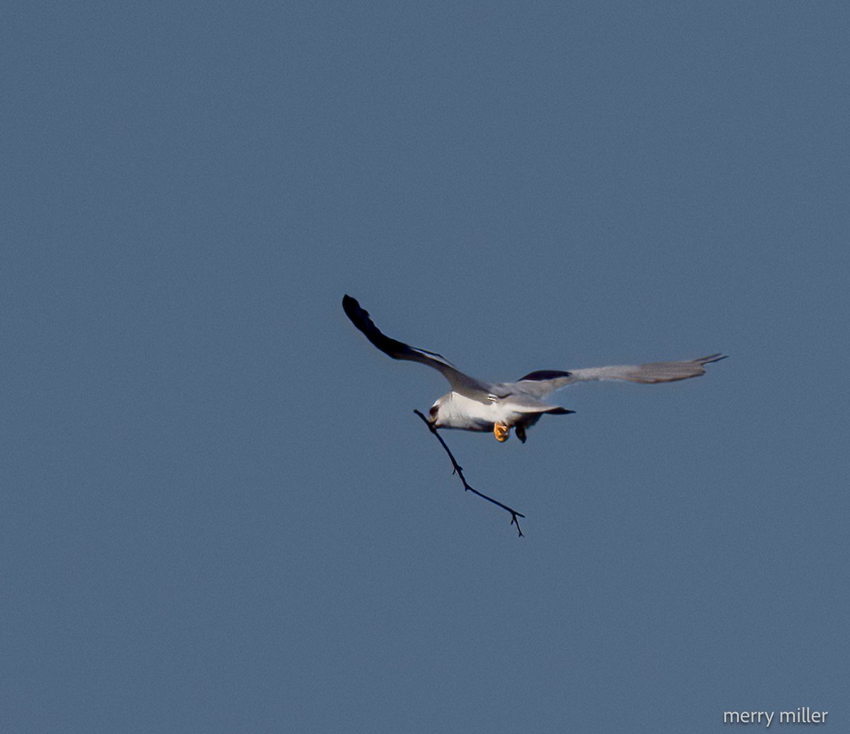 White-tailed Kite - Merry Miller