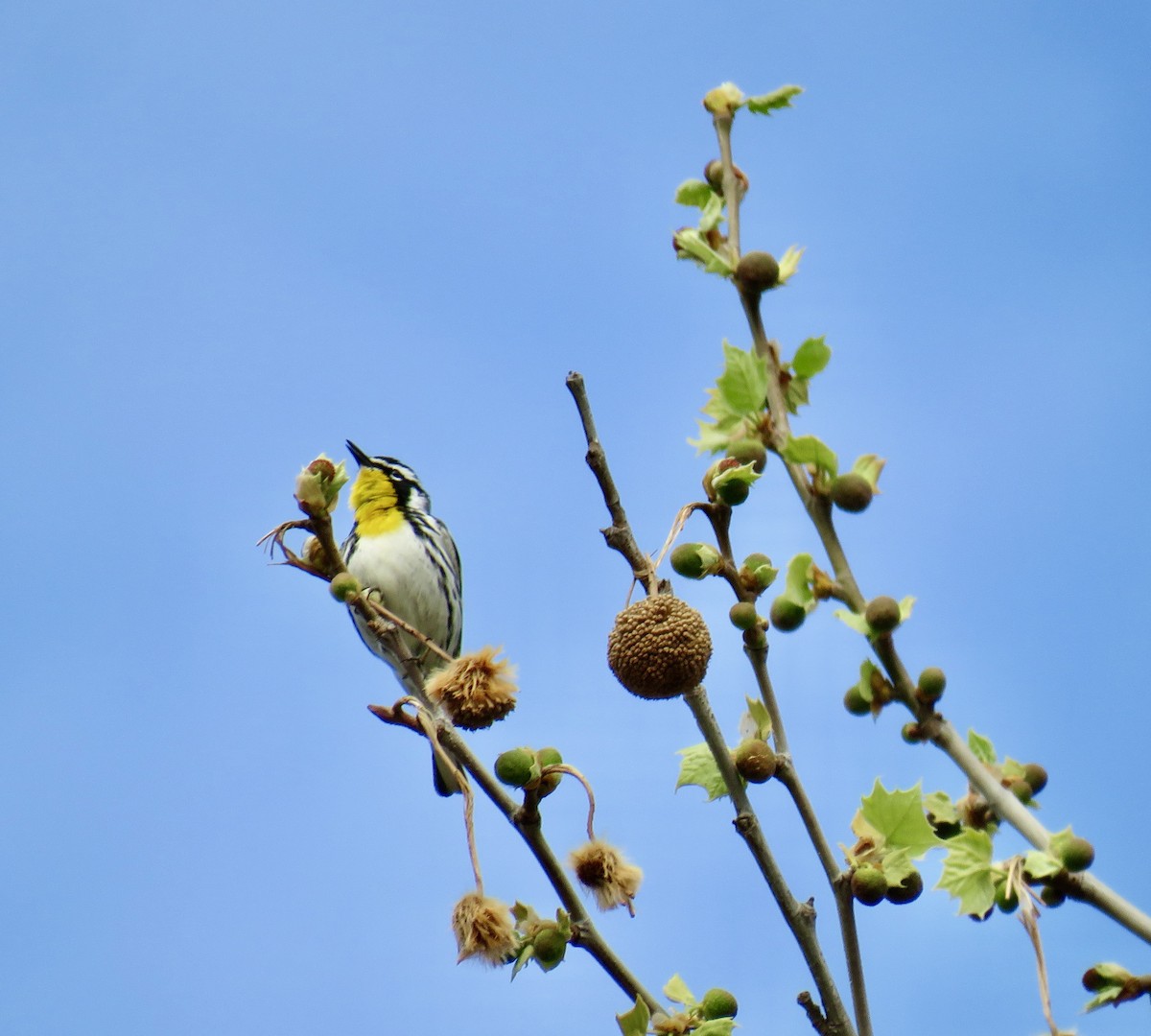 Yellow-throated Warbler - ML557749691